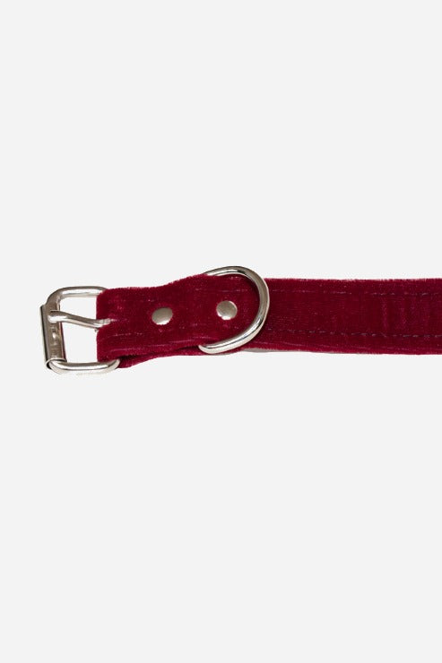 Burgundy velvet collar strap end with a silver belt buckle, two metal eyelets and a chrome D-ring, laid flat and running off the right edge