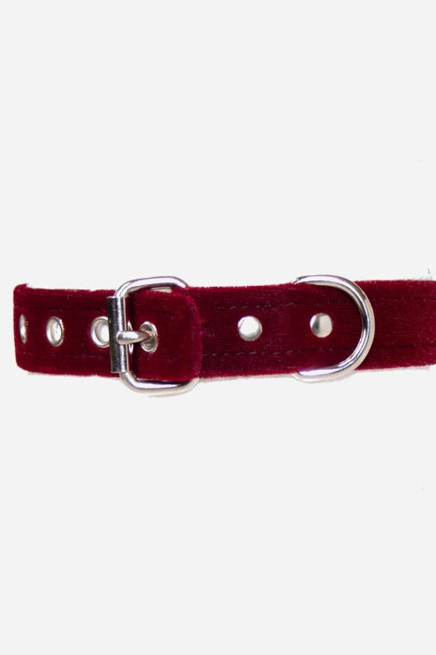 Fastened chrome belt buckle and D-ring on the back of the burgundy velvet collar, with a row of metal eyelets for adjusting the fit