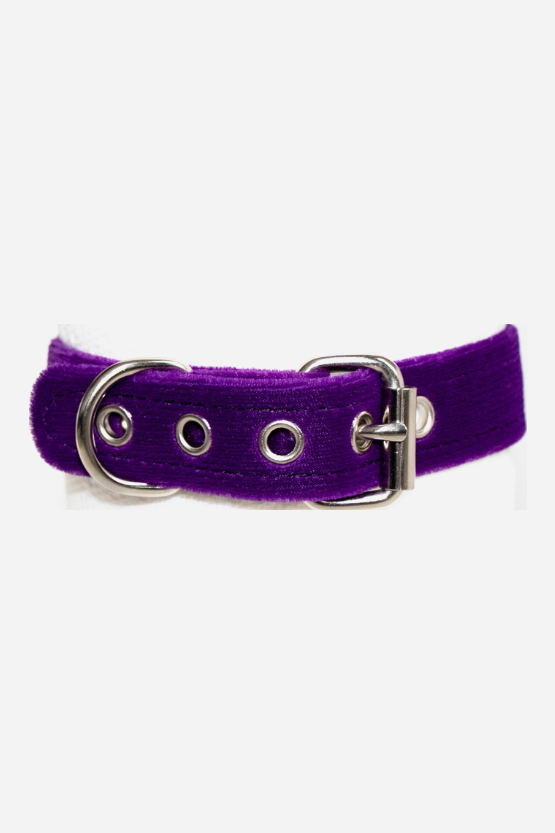 Back of the royal purple Caress velvet collar showing the nickel-plated roller buckle fastened through metal-rimmed adjustment holes